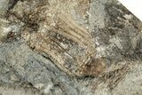 Fossil Crinoid (Eretmocrinus) - Gilmore City, Iowa #327290-1